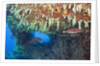 Soft Corals in Overhang, Maldives by Anonymous