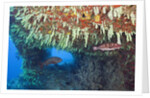 Soft Corals in Overhang, Maldives by Anonymous