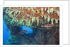 Soft Corals in Overhang, Maldives by Anonymous