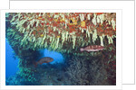 Soft Corals in Overhang, Maldives by Anonymous
