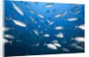 Bigeye Trevally (Caranx sexfasciatus) by Anonymous