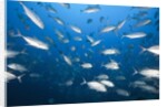 Bigeye Trevally (Caranx sexfasciatus) by Anonymous