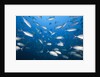 Bigeye Trevally (Caranx sexfasciatus) by Anonymous