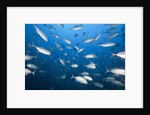 Bigeye Trevally (Caranx sexfasciatus) by Anonymous