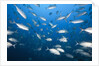 Bigeye Trevally (Caranx sexfasciatus) by Anonymous