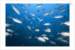 Bigeye Trevally (Caranx sexfasciatus) by Anonymous
