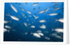 Bigeye Trevally (Caranx sexfasciatus) by Anonymous