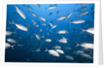 Bigeye Trevally (Caranx sexfasciatus) by Anonymous