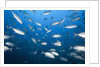 Bigeye Trevally (Caranx sexfasciatus) by Anonymous