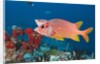 Longjawed Squirrelfish (Sargocentron spiniferum) by Anonymous