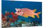 Longjawed Squirrelfish (Sargocentron spiniferum) by Anonymous