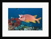 Longjawed Squirrelfish (Sargocentron spiniferum) by Anonymous