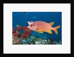Longjawed Squirrelfish (Sargocentron spiniferum) by Anonymous