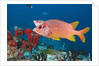 Longjawed Squirrelfish (Sargocentron spiniferum) by Anonymous