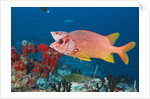 Longjawed Squirrelfish (Sargocentron spiniferum) by Anonymous