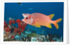 Longjawed Squirrelfish (Sargocentron spiniferum) by Anonymous