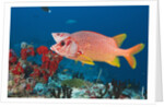 Longjawed Squirrelfish (Sargocentron spiniferum) by Anonymous