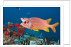 Longjawed Squirrelfish (Sargocentron spiniferum) by Anonymous