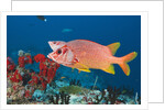Longjawed Squirrelfish (Sargocentron spiniferum) by Anonymous