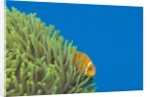 Maldives Anemonefish (Amphiprion nigripes) by Anonymous