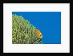 Maldives Anemonefish (Amphiprion nigripes) by Anonymous