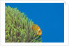 Maldives Anemonefish (Amphiprion nigripes) by Anonymous