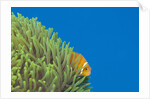 Maldives Anemonefish (Amphiprion nigripes) by Anonymous