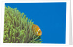 Maldives Anemonefish (Amphiprion nigripes) by Anonymous