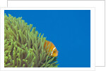 Maldives Anemonefish (Amphiprion nigripes) by Anonymous