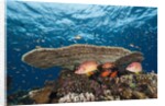 Longjawed Squirrelfish (Sargocentron spiniferum) by Anonymous