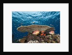 Longjawed Squirrelfish (Sargocentron spiniferum) by Anonymous