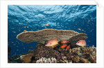 Longjawed Squirrelfish (Sargocentron spiniferum) by Anonymous