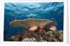 Longjawed Squirrelfish (Sargocentron spiniferum) by Anonymous