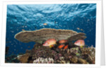Longjawed Squirrelfish (Sargocentron spiniferum) by Anonymous