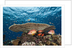 Longjawed Squirrelfish (Sargocentron spiniferum) by Anonymous
