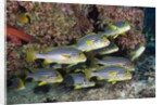 Oriental Sweetlips (Plectorhinchus vittatus) by Anonymous