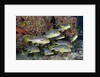 Oriental Sweetlips (Plectorhinchus vittatus) by Anonymous
