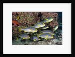 Oriental Sweetlips (Plectorhinchus vittatus) by Anonymous