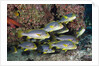 Oriental Sweetlips (Plectorhinchus vittatus) by Anonymous