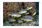 Oriental Sweetlips (Plectorhinchus vittatus) by Anonymous