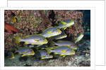 Oriental Sweetlips (Plectorhinchus vittatus) by Anonymous