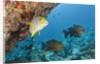 Snapper and Sweetlips in Coral Reef, Maldives by Anonymous