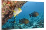 Snapper and Sweetlips in Coral Reef, Maldives by Anonymous