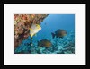 Snapper and Sweetlips in Coral Reef, Maldives by Anonymous