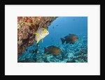 Snapper and Sweetlips in Coral Reef, Maldives by Anonymous