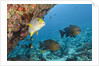 Snapper and Sweetlips in Coral Reef, Maldives by Anonymous