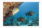 Snapper and Sweetlips in Coral Reef, Maldives by Anonymous