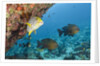 Snapper and Sweetlips in Coral Reef, Maldives by Anonymous