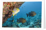 Snapper and Sweetlips in Coral Reef, Maldives by Anonymous