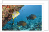 Snapper and Sweetlips in Coral Reef, Maldives by Anonymous